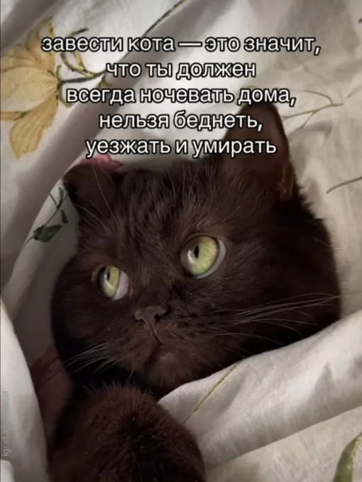 Кот