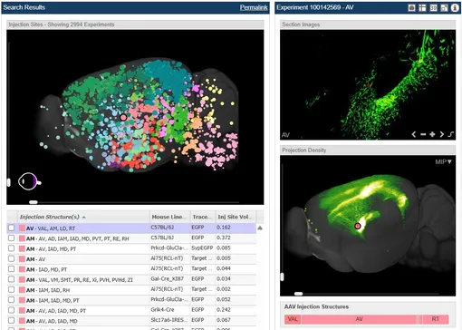 Интерактивная база мозга мыши.