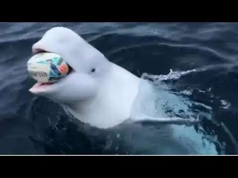 Нажми и смотри