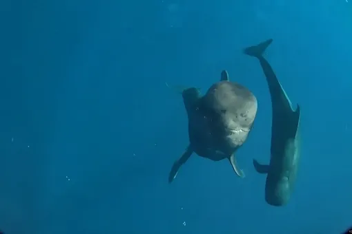 Короткоплавниковая гринда съедает до 200 кальмаров в день – это более 70 000 кальмаров в год Короткоплавниковая гринда съедает до 200 кальмаров в день – это более 70 000 кальмаров в год