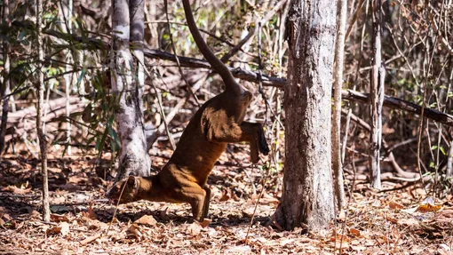 фосса фото как выглядят фоссы мадагаскар хищник