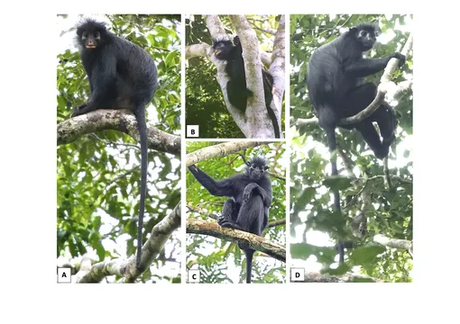 Новый вид Colobus congoensis (A и B) в сравнении с Colobus satanas (C и D) Новый вид Colobus congoensis (A и B) в сравнении с Colobus satanas (C и D)