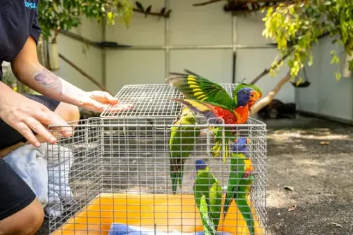 попугаи вылетают из клетки попугаи вылетают из клетки