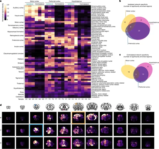 Сети астроцитов связывают самые разные области мозга.