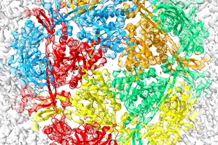 Новыми антибиотиками могут стать вирусы-бактериофаги Новыми антибиотиками могут стать вирусы-бактериофаги
