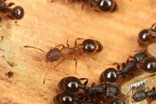 Найден вид муравьев, в котором нет рабочих особей, все — королевы Найден вид муравьев, в котором нет рабочих особей, все — королевы