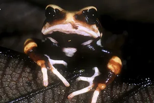 Особенности эволюции: в Танзании найдены жабы, которые рождаются мини-копиями взрослых Особенности эволюции: в Танзании найдены жабы, которые рождаются мини-копиями взрослых