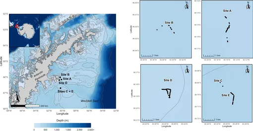 Обзор местоположений гнездовий. На левой панели показан региональный обзор исследуемой области вдоль восточного побережья Антарктического полуострова. Батиметрия обозначена цветовой шкалой от 0 до 2500+ м. Контурные интервалы установлены с шагом 100 м до 500 м, а затем 1000, 2000 и 2500 м. Вставка на карте показывает континентальный контекст, а красный прямоугольник обозначает область, показанную на главной панели. Черные квадраты на главной карте обозначают области, подробно показанные на боковых панелях. Пространственное распределение отдельных гнезд (черные точки) показано на участках B, A, D, C и E. Все карты участков справа представлены в одном географическом масштабе.