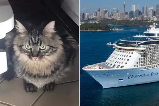 Контрабандная кошка, которую должны были усыпить, нашла дом Контрабандная кошка, которую должны были усыпить, нашла дом
