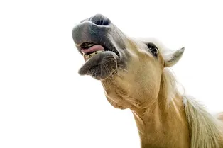 Секрет конского ржания: как лошади издают два звука одновременно Секрет конского ржания: как лошади издают два звука одновременно