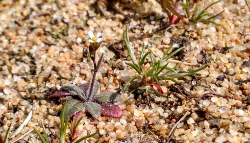 Белоцветковая арабидопсис, растущая на песке на пляже у побережья Балтийского моря. Это растение, относящееся к семейству крестоцветных, произрастает в самых разных климатических условиях — от альпийских до пустынных — и широко используется в лабораторных генетических экспериментах.