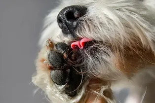 Самая большая странность собак: почему животные делают это? Самая большая странность собак: почему животные делают это?