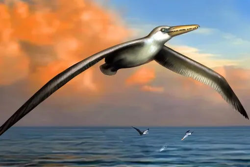 Ученые пересмотрели способ охоты крупнейшей летающей птицы в истории Ученые пересмотрели способ охоты крупнейшей летающей птицы в истории