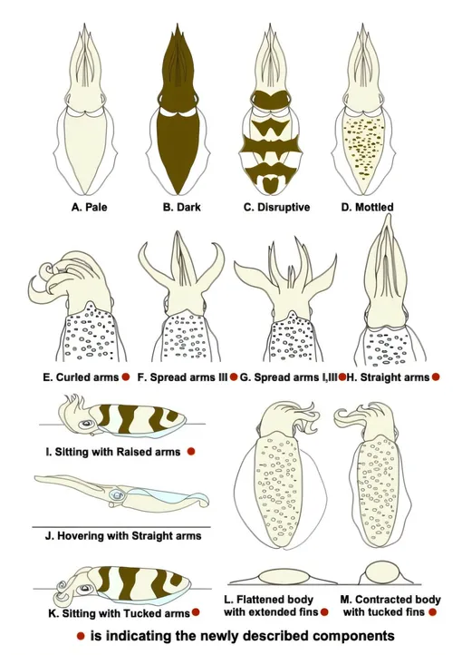 Обзор различных компонентов камуфляжа, которые используют белые овальные кальмары. Обзор различных компонентов камуфляжа