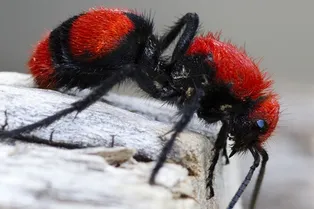 Почему укус бархатного муравья вызывает такую сильную боль