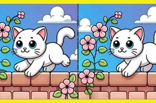 Котенок на заборе: у вас есть 20 секунд, чтобы найти 3 отличия между картинками