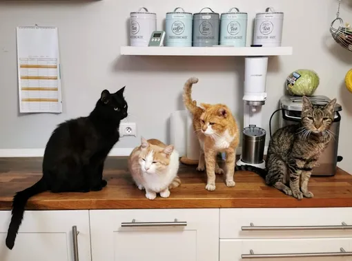 кошечки кошечки