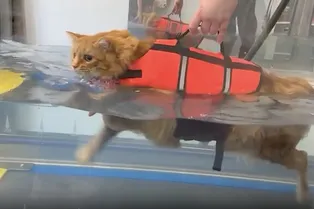 Самый ленивый кот на свете смог похудеть благодаря бассейну Самый ленивый кот на свете смог похудеть благодаря бассейну