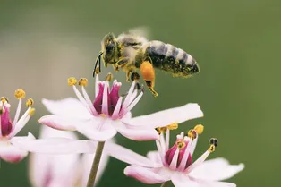 Медоносные пчелы танцуют точнее, когда у них много зрителей Медоносные пчелы танцуют точнее, когда у них много зрителей