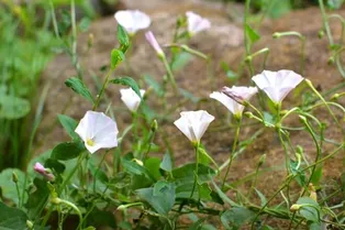 Как избавиться от вьюнка на дачном участке: очевидные способы, которые не приходили вам в голову Как избавиться от вьюнка на дачном участке: очевидные способы, которые не приходили вам в голову
