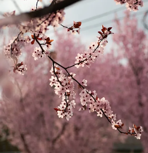 весна вишня весна вишня