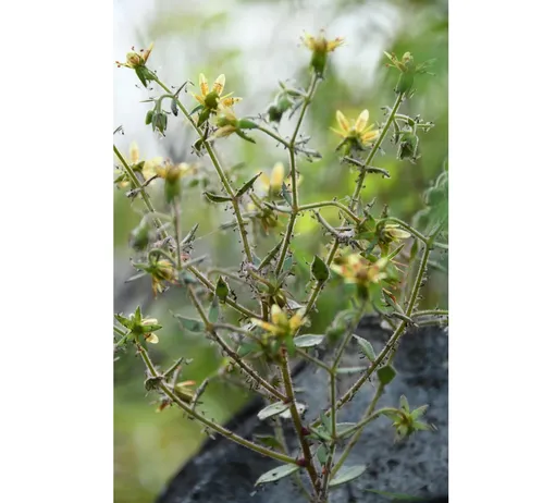 Saxifraga candelabrum привлекает насекомых с помощью запахов, а затем переваривает добычу. Saxifraga candelabrum привлекает насекомых с помощью запахов, а затем переваривает добычу.