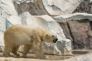 Погиб редкий белый медведь гризли по имени Накода! Его сбила машина в Канаде