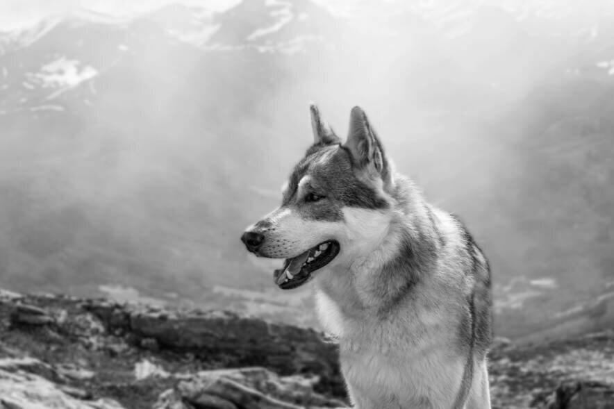 Интересный факт: как люди жили и разводили собак 10 тысяч лет назад