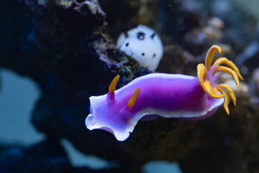 голожаберные моллюски