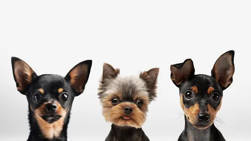 почему маленькие собаки постоянно гавкают почему маленькие собаки постоянно гавкают