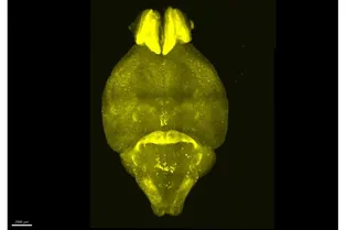 Ученые разработали карту активности нейронов в течение дня