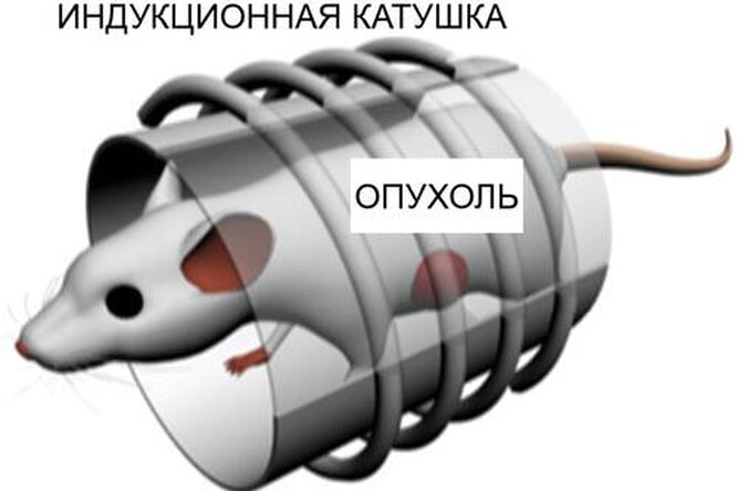Сжечь рак: Магниты против опухоли Сжечь рак: Магниты против опухоли