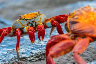 Эволюция продолжает создавать новых крабов — но никто не знает, зачем Эволюция продолжает создавать новых крабов — но никто не знает, зачем