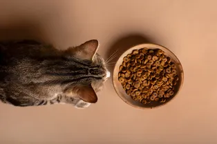 Многие совершают эту ошибку: почему нельзя кормить кота разным кормом