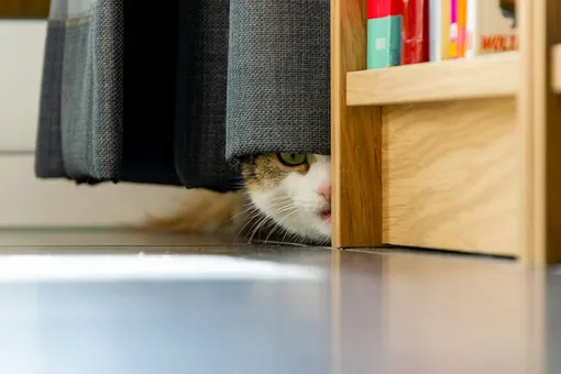 Кошка прячется за шторкой