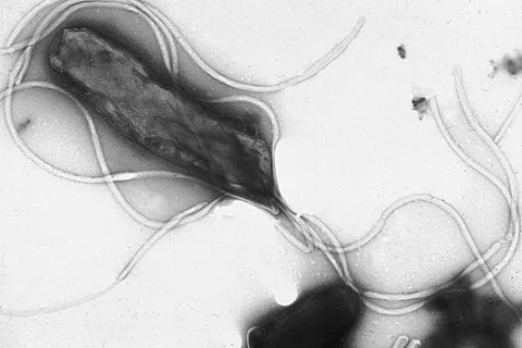 Многочисленные жгутики на поверхности клеток Helicobacter pylori, главный компонент жгутиков — флагеллин.