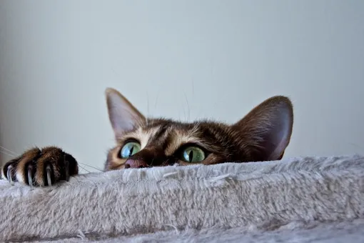 Кошачий паразит может быть причиной того, что вы принимаете неверные решения