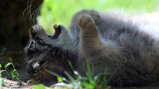 самый пушистый в мире кот — манул