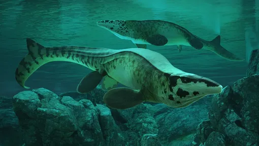 Tylosaurus rex Tylosaurus rex