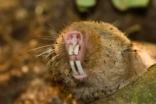 Можно ли ощутить магнитное поле глазами: чудеса природы Можно ли ощутить магнитное поле глазами: чудеса природы