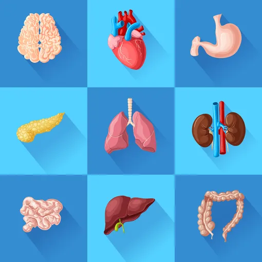 органы человека органы человека