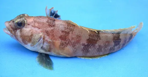 Лысая нототения-звездочет (Lindbergichthys nudifrons) обитает в холодных водах Антарктики.