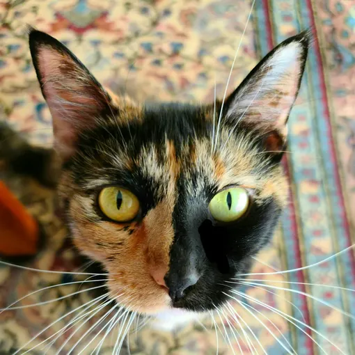 кошка химера кошка химера