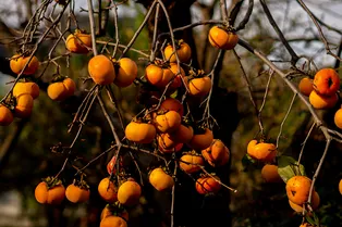 6 причин полюбить хурму 6 причин полюбить хурму