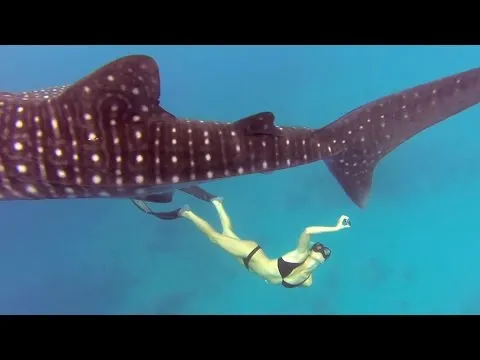 Нажми и смотри Нажми и смотри