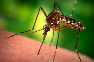 10 невероятных примеров того, как CRISPR помогает радикально изменить геном