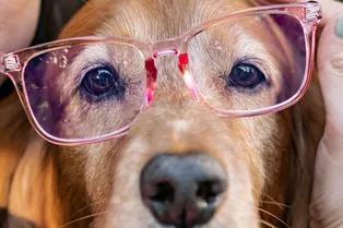 Животные, математика, география: мини-тест общих знаний для настоящих эрудитов. Ответьте на 5 вопросов!