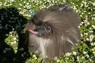 Этого пекинеса назвали самой уродливой собакой в мире! И вот как судьи приняли решение Этого пекинеса назвали самой уродливой собакой в мире! И вот как судьи приняли решение