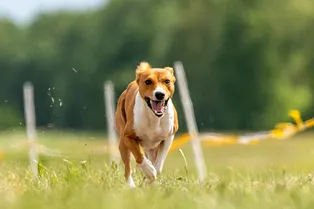 Почему басенджи — единственная порода собак, которая не умеет лаять? Почему басенджи — единственная порода собак, которая не умеет лаять?