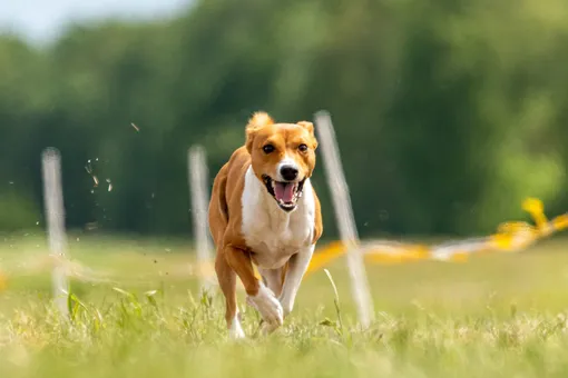 Почему басенджи — единственная порода собак, которая не умеет лаять? Почему басенджи — единственная порода собак, которая не умеет лаять?